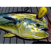 IKIPIK Ikejime fish Spike Stainless Steel Spike with Protective BPA-Free Cover. Iki Jime Spike Plastic Grip &amp; Bottle Opener. Kill Fish Humanely.