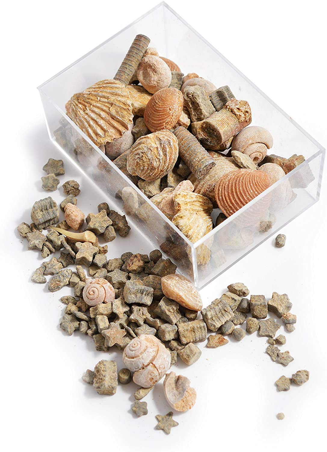 Namvo Fossil and Rock Box Set for School Geological Education Home Decor Gift for Children