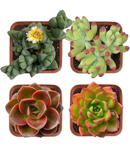 Amazon.com : THE NEXT GARDENER.COM Succulents Set12, 2 Different Varieties  of Succulent, Unique Succulent Collection, Live Succulents Fully Rooted,  Approx 2" Large, (Crassula Baby Necklace + Echeveria 'Lola') : Patio, Lawn  & Garden