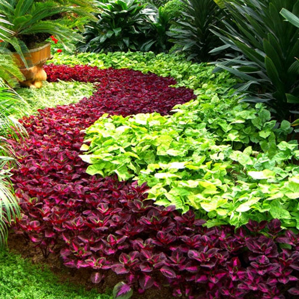 good01 200Pcs Decorative Coleus Flower Seeds | Outdoor Planting Begonia Flower Seeds Bonsai for Planting Garden - Mixed Color 200pcs Coleus Seeds