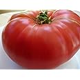 75+ Mortgage Lifter Tomato Seeds- Heirloom Variety- by Ohio Heirloom Seeds