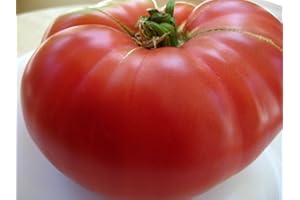 75+ Mortgage Lifter Tomato Seeds- Heirloom Variety- by Ohio Heirloom Seeds