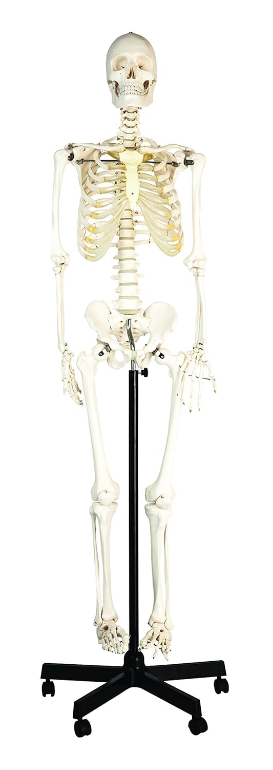 Modelo De Esqueleto De Articulación De Mano Modelo De Anatomía De Mano Modelo De Anatomia De Mano Humana Modelo De Esqueleto De Mano Esqueleto Con Articulaciones Articuladas Para Educacion De Anggrek Otros