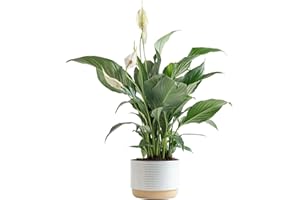 Costa Farms Peace Lily Live Plant, Decor Ready Houseplant with Flowers - 1 Foot Tall - Easy to Grow Blooming Plant in 6-Inch Flower Pot | Birthday Gift | Room Decor, Home Decor
