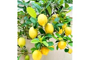BULBORIUM 30PCS Meyer Lemon Seeds Delicious Fruit Citrus Fruit Garden Tree Seeds Heirloom
