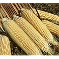 GURNEY'S - Sweet Corn Kandy Korn Hybrid Pkt - Approx. 250 seeds