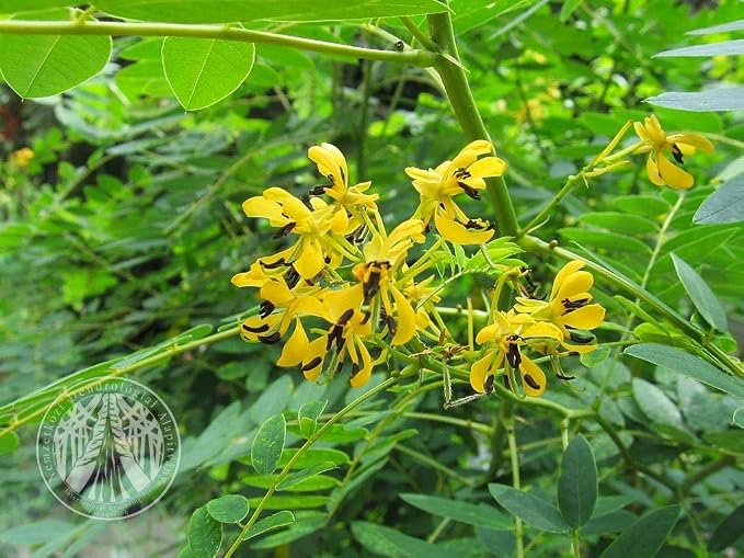 HOT Cassia marilandica Hardy Senna Yellow