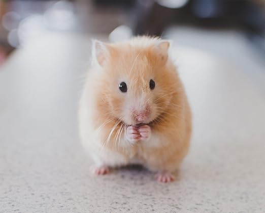 baby golden hamster
