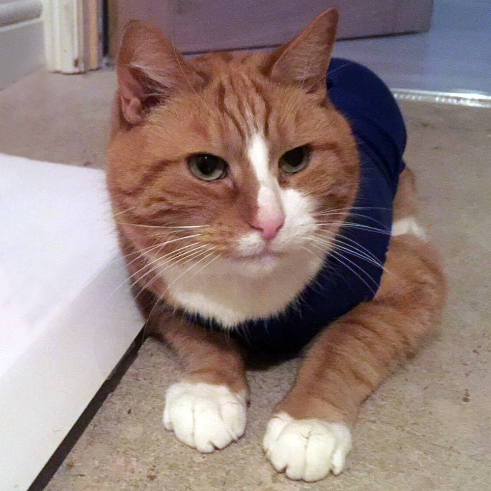 Cat Medical Vest Recovery Suit For Cats and Small Dogs Buy Online