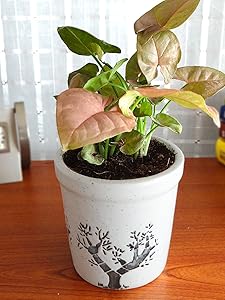 Rolling Nature Good Luck Pink Syngonium Plant in White Jar Aroez Ceramic Pot