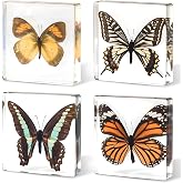 4-Pack Taxidermy Butterfly, Real Butterflies Specimens in Resin - Genuine Resin Butterflies Framed Display for Taxidermy Bugs, Oddities, Biology, Science &amp; Home Decor (3x3x1 inch)