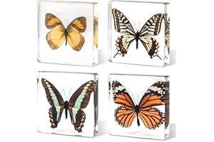 QNCMBUG 4-Pack Taxidermy Butterfly, Real Butterflies Specimens in Resin - Genuine Resin Butterflies Framed Display for Taxidermy Bugs, Oddities, Biology, Science & Home Decor (3x3x1 inch)
