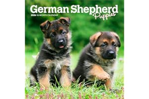 German Shepherd Puppies | 2026 7 x 14 Inch (Hanging) Monthly Mini Wall Calendar | BrownTrout | Animals Dog Breeds Puppy