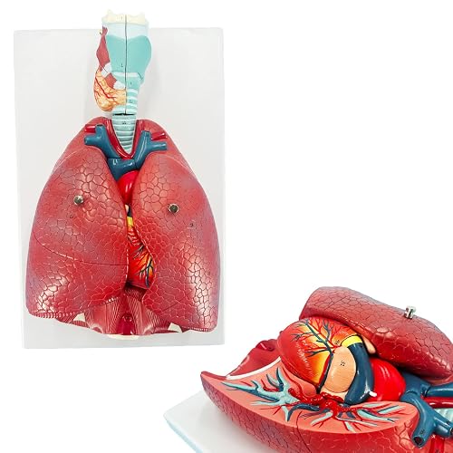 Veipho Human Lung Model, Respiratory System Model with 51 Parts ...