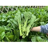 4000 Premium Choy Sum Seeds - Cải Ngồng - Yu Choy -Flowering Chinese Cabbage Seeds - Non-GMO, Heirloom, 99% Germination Rate, Easy to Grow Vegetable for Yard &amp; Garden Planting