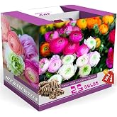 25 Multicolor Ranunculus Bulbs for Planting, Peony Perennial Flower | Springtime Blooms, Border Planting, Cutting Bed, Deck Containers, Soak Before Planting, Simple to Grow, Layered Blooms