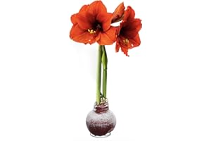 THE THREE COMPANY Snow Flecked Waxed Amaryllis Bulb - Red, Easy Care - No Watering Needed! Beautiful for Christmas - Ships Next Business Day