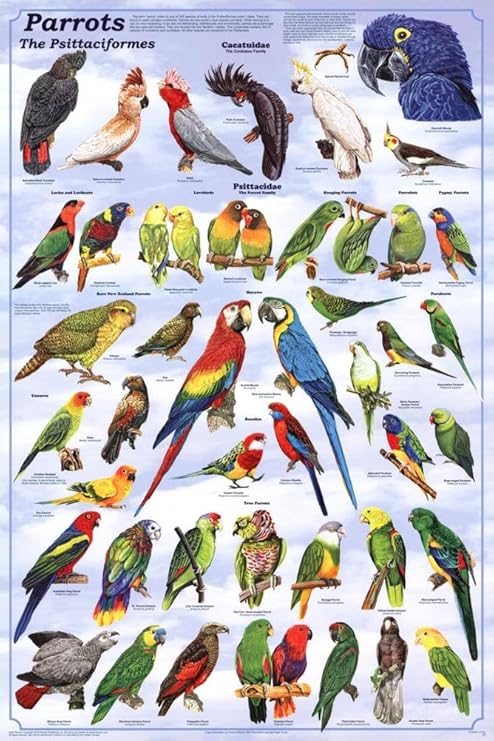 Amazon.com: (24 x 36) Parrots Poster 