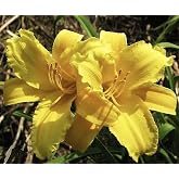 Mary Todd Daylily - Bare Root Plant | Hardy Perennial for Zone 3, Vibrant Orange Blooms, Low Maintenance, Ideal for Full Sun or Partial Shade