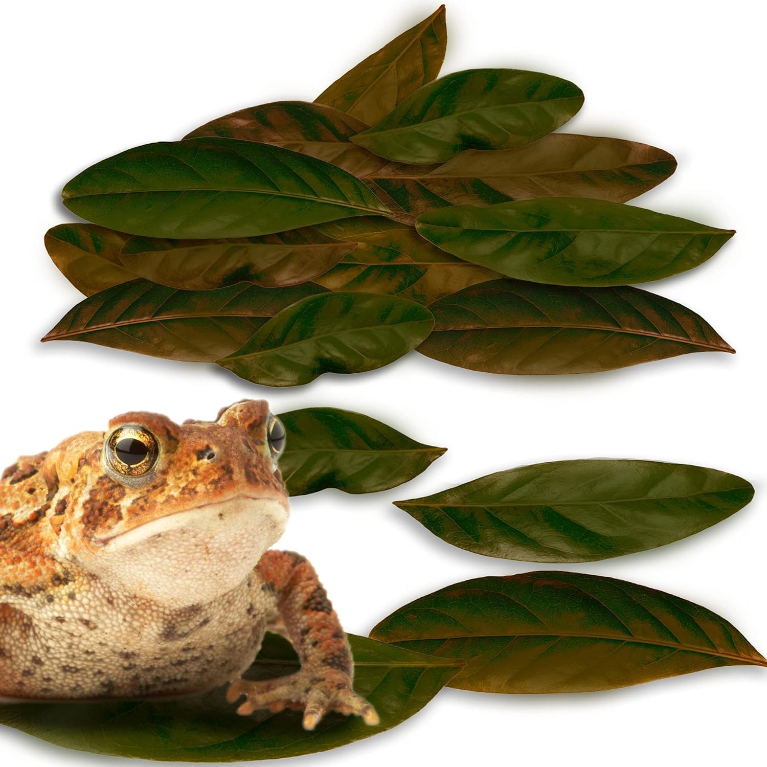 Photo 1 of JOR Mahogany Leaves, Vivarium Leaf Litter for Frogs, Mixing with Substrate, Maintains Humidity and pH Levels, Creates Natural Bioactive Habitat, Additional Food (2” Small, 50 Pack, Mahogany Leaf)