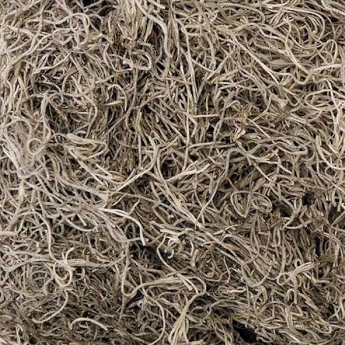 Amazon.com : Fresh Spanish Moss (2.5 pounds) : Garden & Outdoor