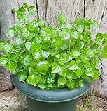 10000 Crab Claw Seeds - Rau Cang Cua - Herb