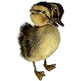 New Animal Specimen Making Eurasian Duck Specimen Teaching/Decoration