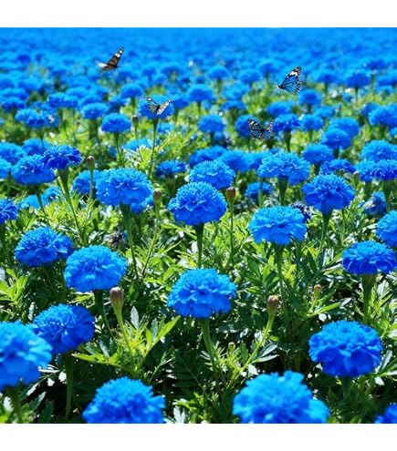 acid loving plants fertilizer MicroLife Organic Soil Acidifier