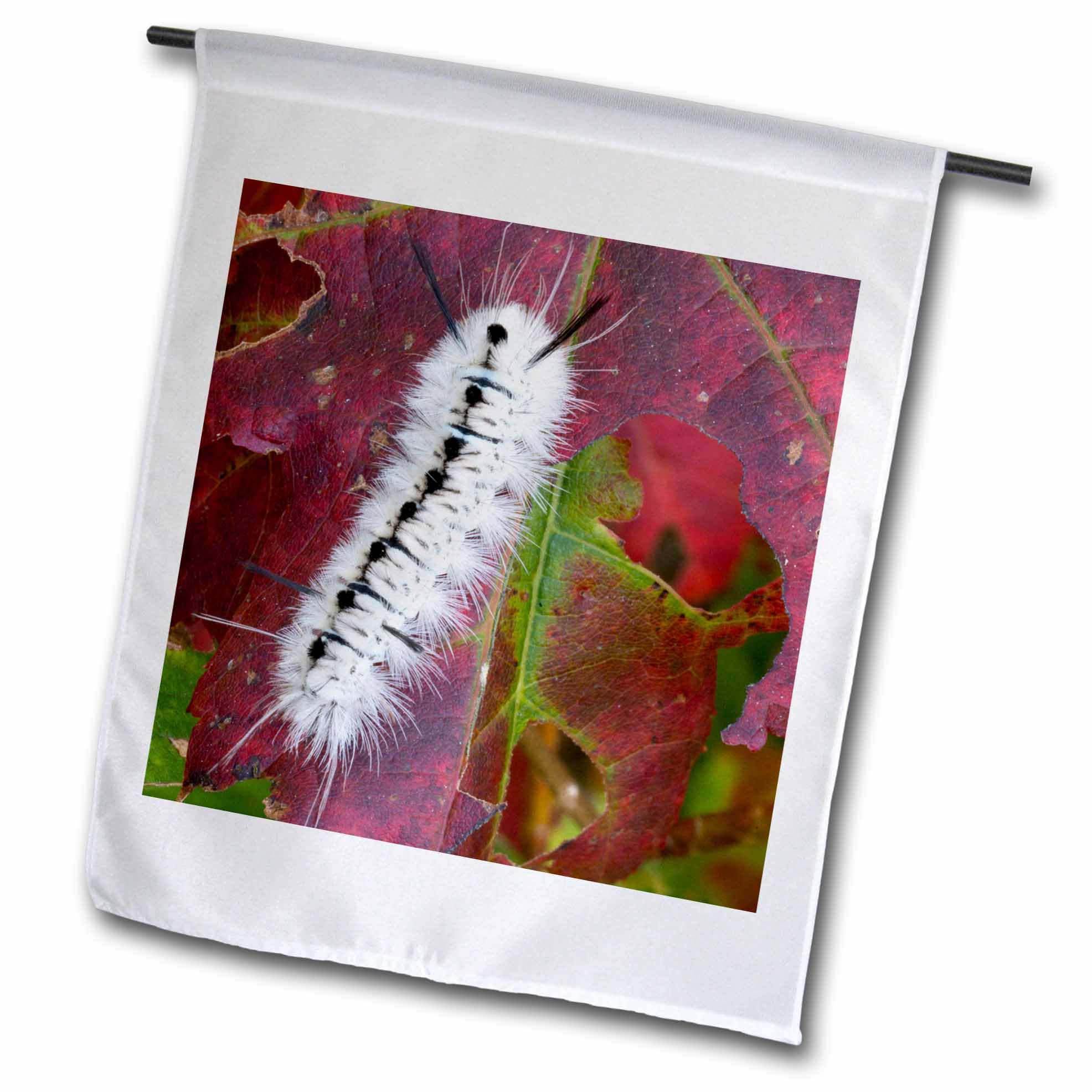 3dRose USA, New Hampshire. White Wooly Bear Caterpillar Eating a Maple Leaf - Garden Flag, 12 x 18-Inch (fl_259705_1)