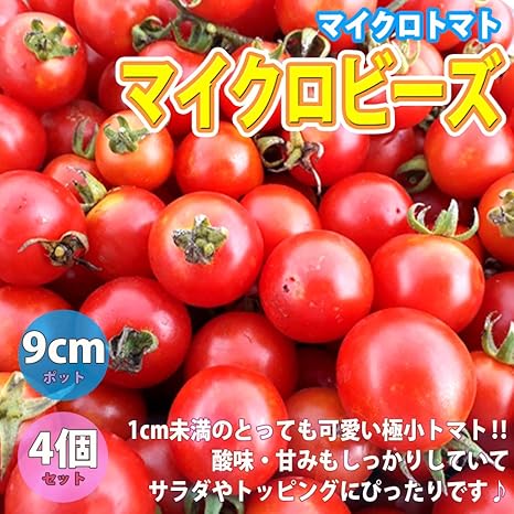 Amazon トマト苗 マイクロトマトの苗 赤実 品種 マイクロビーズ 野菜苗 9cmポット自根苗 4個セット 早生品種で極小の実 を房状につけます 房のまま料理に添えれば彩りにも最適 実の大きさ1cm未満の極小トマト 食味は甘みも酸味も強いので生食の他 料理の添えものや