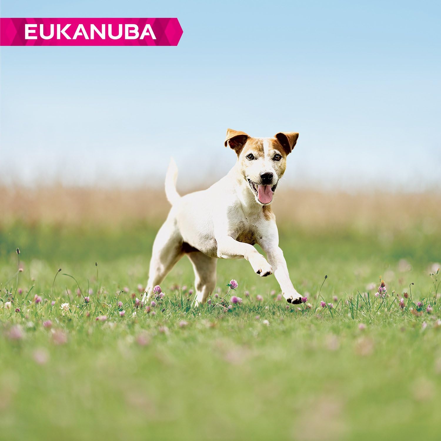 Eukanuba Complete Dry Dog Food for Mature Senior Small Breeds with Fresh Chicken 3 kg, 3 kg (Pack of 1) - Image 4