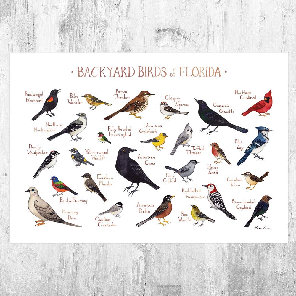 Amazon Com Backyard Birds Of Florida Field Guide Art Print Handmade Amazon Com Backyard Birds Of Florida Field Guide Art Print Handmade