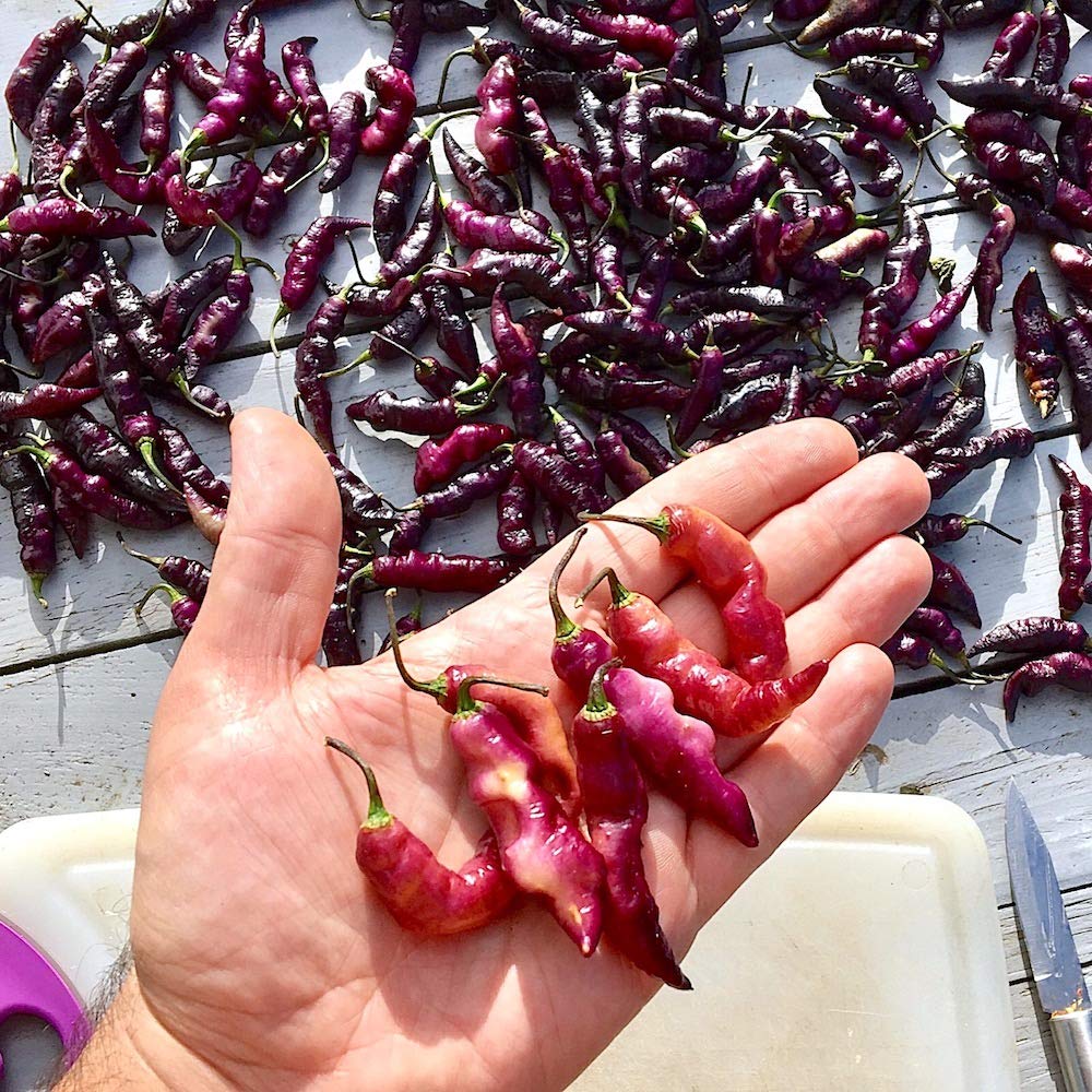 10 Semillas Pura de PINK TIGER el Chile mas GUAPO, SABROSO y ...