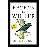 Ravens in Winter