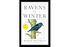 Ravens in Winter