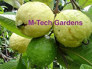 M-Tech Gardens Dwarf White Indonesian Seedless Guava Psidium Guajava, 1 Healthy Live Plant