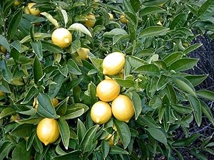 Raj Garden Plants Desi Lemon Plant, Nimbu Desi Variety ?????ू