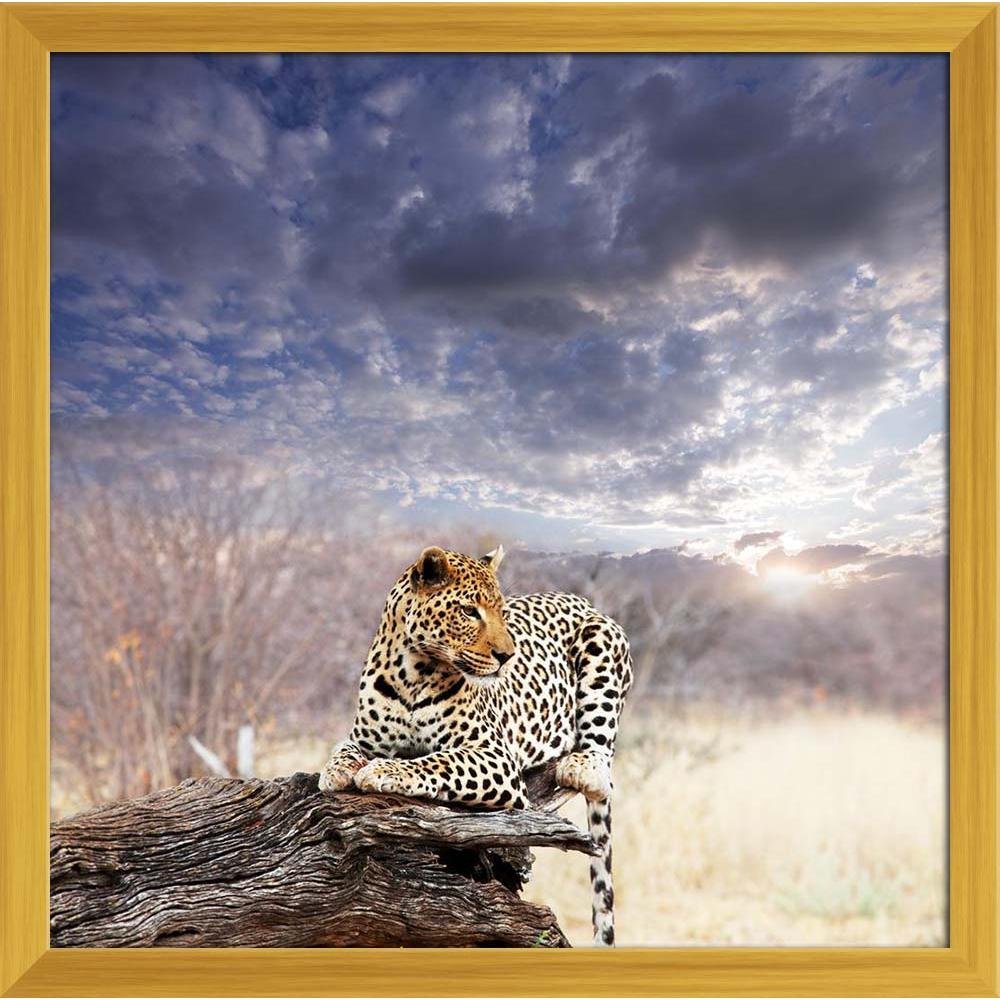 Photo Leopard in a branch raising sun