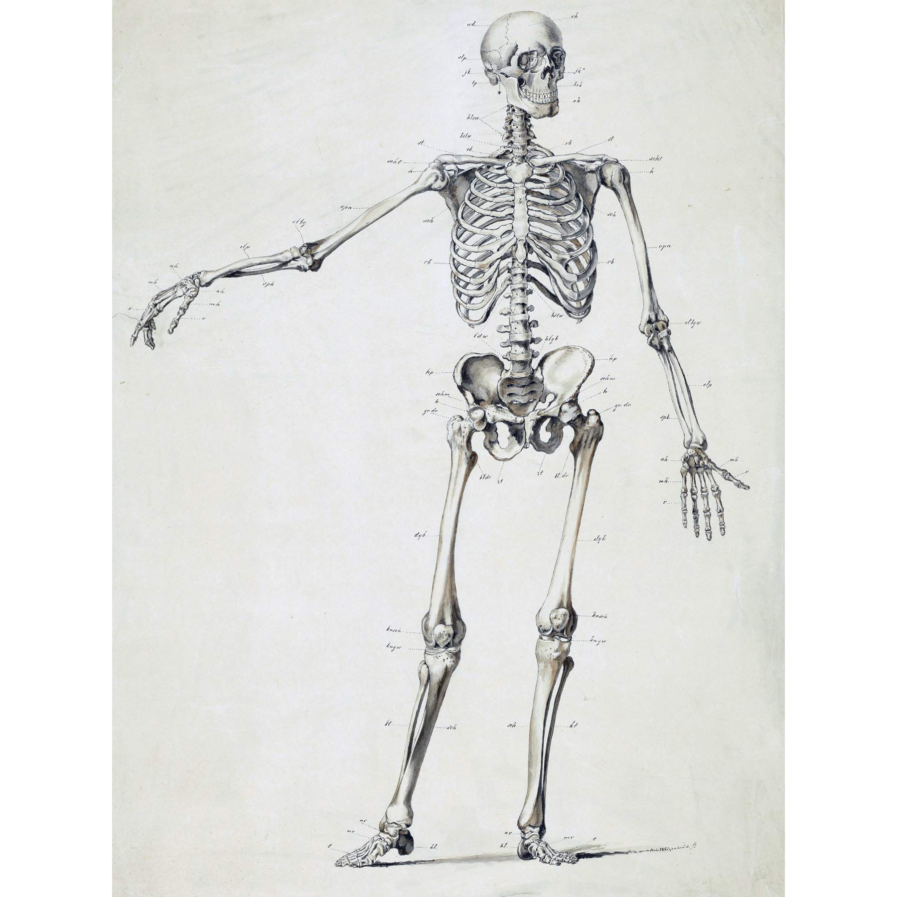 Artery8 Weissenbruch Human Frame Skeleton Bones Drawing Large Wall Art Poster Print Thick Paper 18X24 Inch
