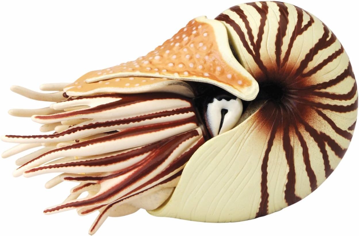 Fame Master Enterprise Build Your Own Chambered Nautilus Fossil Model 3D Puzzle for Age 6+ (24 Piece), 3"