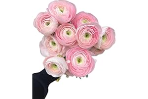 WANGBINYU 9 Stem Fresh Giant Light Pink Ranunculus Ranunculus japonicus Hydroponic flower Arrangement Beautiful Flowers Long Lasting Flowers Home Flowers Loose Flowers Healing Sympathy Friendship and Love