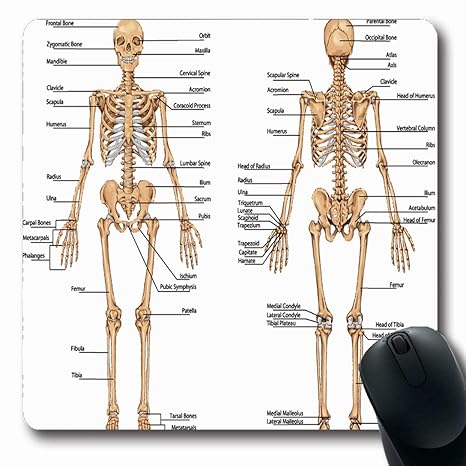 Diagram Human Body Systems - Aflam-Neeeak