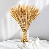 Sukh 100 Stems Dried Wheat Stalks for Decor Sheaves Grass Natural Bunch Flowers Home Wedding Table Kitchen Boho Farmhouse Fal