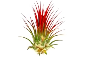ragnaroc Air Plants - Tillandsia Ionantha, Regular 2-3" - 1ct - Organically Enhanced Color - Live Arrival Guaranteed - House Plants for Home Decor & Gift, Jule Red