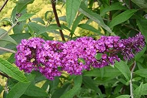 Greenwood Nursery: Live Shrub Plants - Royal Red Butterfly Bush + Buddleja/Buddleia Davidii - [Qty: 2X Pint Pots] - (Click for Other Available Plants/Quantities)