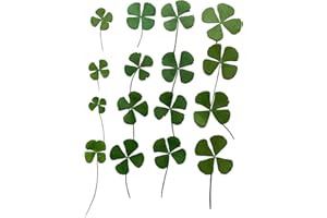 12 Pcs Dried Pressed Four Leaf Clover for Art Crafts DIY, YUNZHI Flat Leaves for Resin,Jewelry Making, Scrapbooking, Soap and Candle Making (Mix 4 Size)