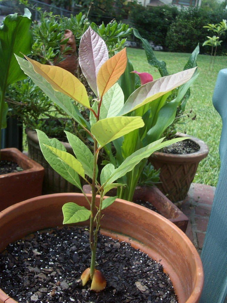 Hass Organic Avocado Tree, 18-24 Inches Tall From Florida