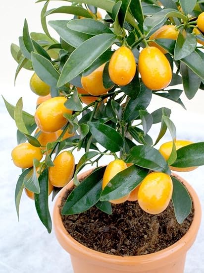 Image result for kumquat fruit