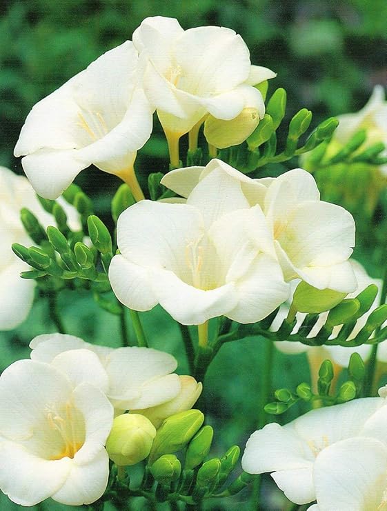 10 White Beautiful Freesia Bulbs Fragrant Cutting Flowers