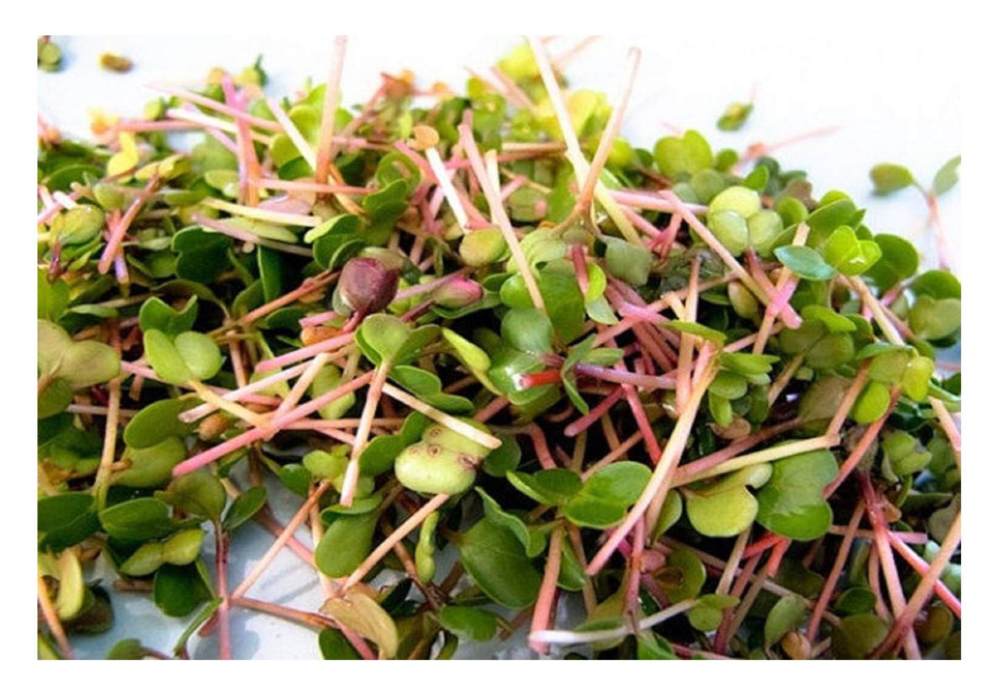 Organic Sprouting Seeds - Radish China Rose - 40GM